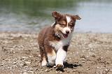 BERGER AUSTRALIEN PUPPIES 140